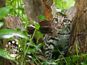 finca luna nueva lodge