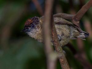 finca luna nueva lodge