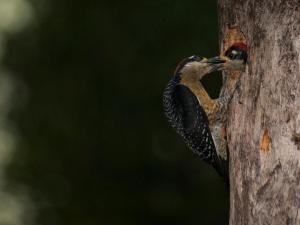 finca luna nueva lodge