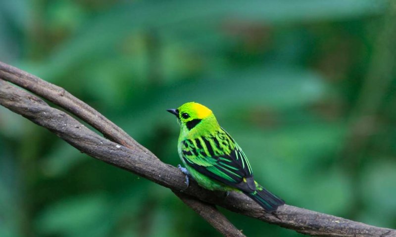 villa blanca cloud forest hotel retreat