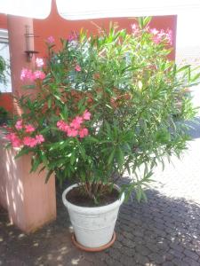 hotel restaurant lowen