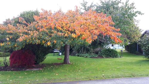 edgewater motel te anau
