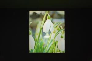 hotel les perce neige