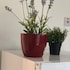 apple house guesthouse heathrow airport