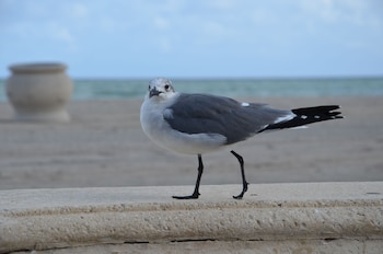 La Terrace Oceanfront,Fort Lauderdale>>Broward County,3 star