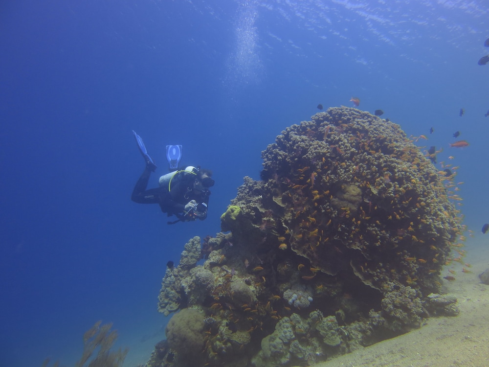 red sea dive center hotel and dive center