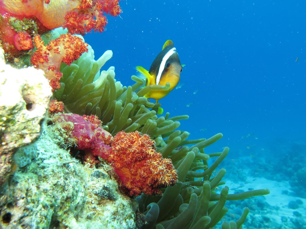red sea dive center hotel and dive center
