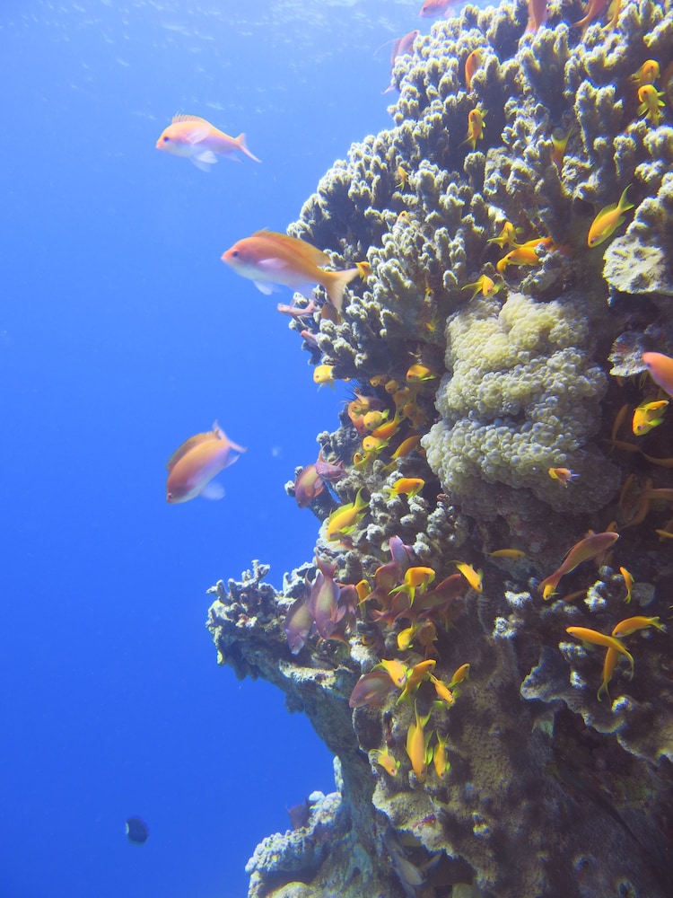 red sea dive center hotel and dive center