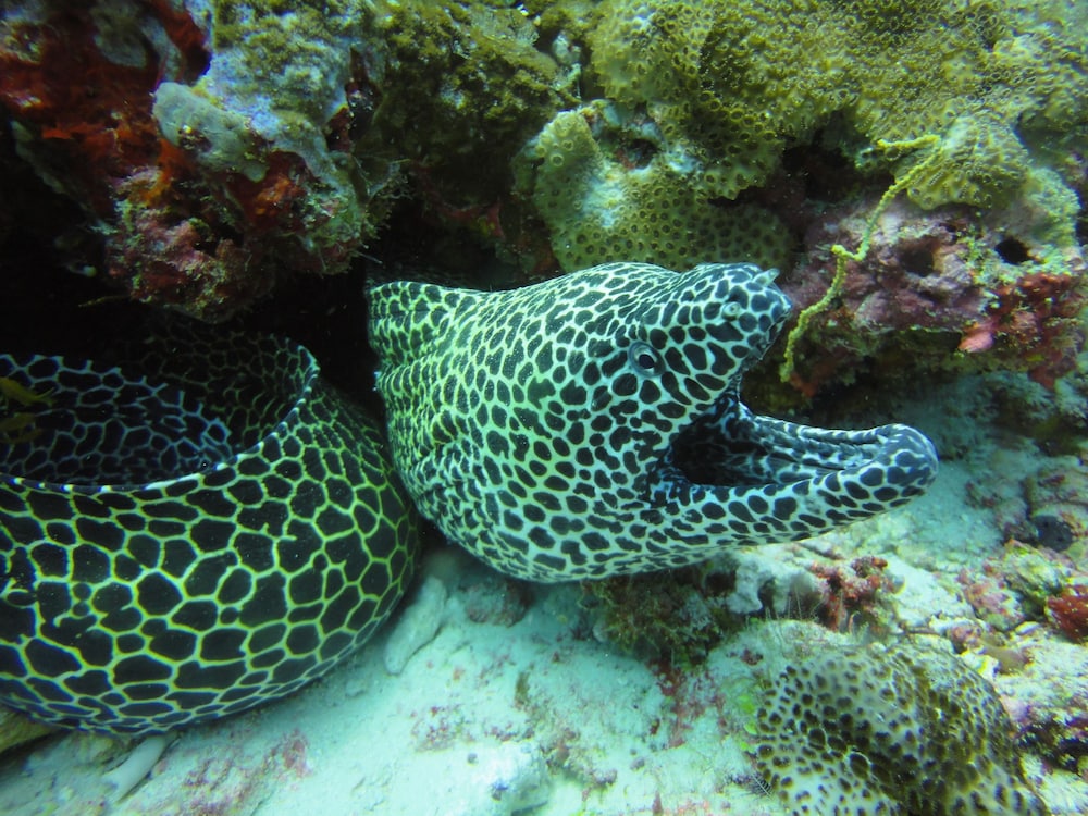 red sea dive center hotel and dive center