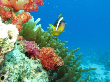 red sea dive center hotel and dive center