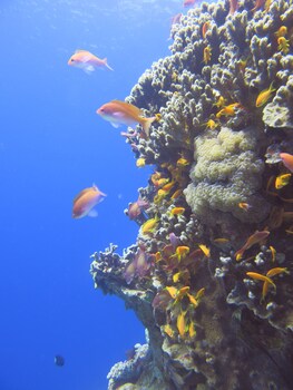 red sea dive center hotel and dive center