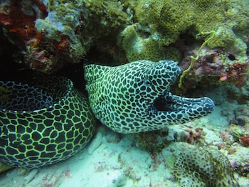 red sea dive center hotel and dive center