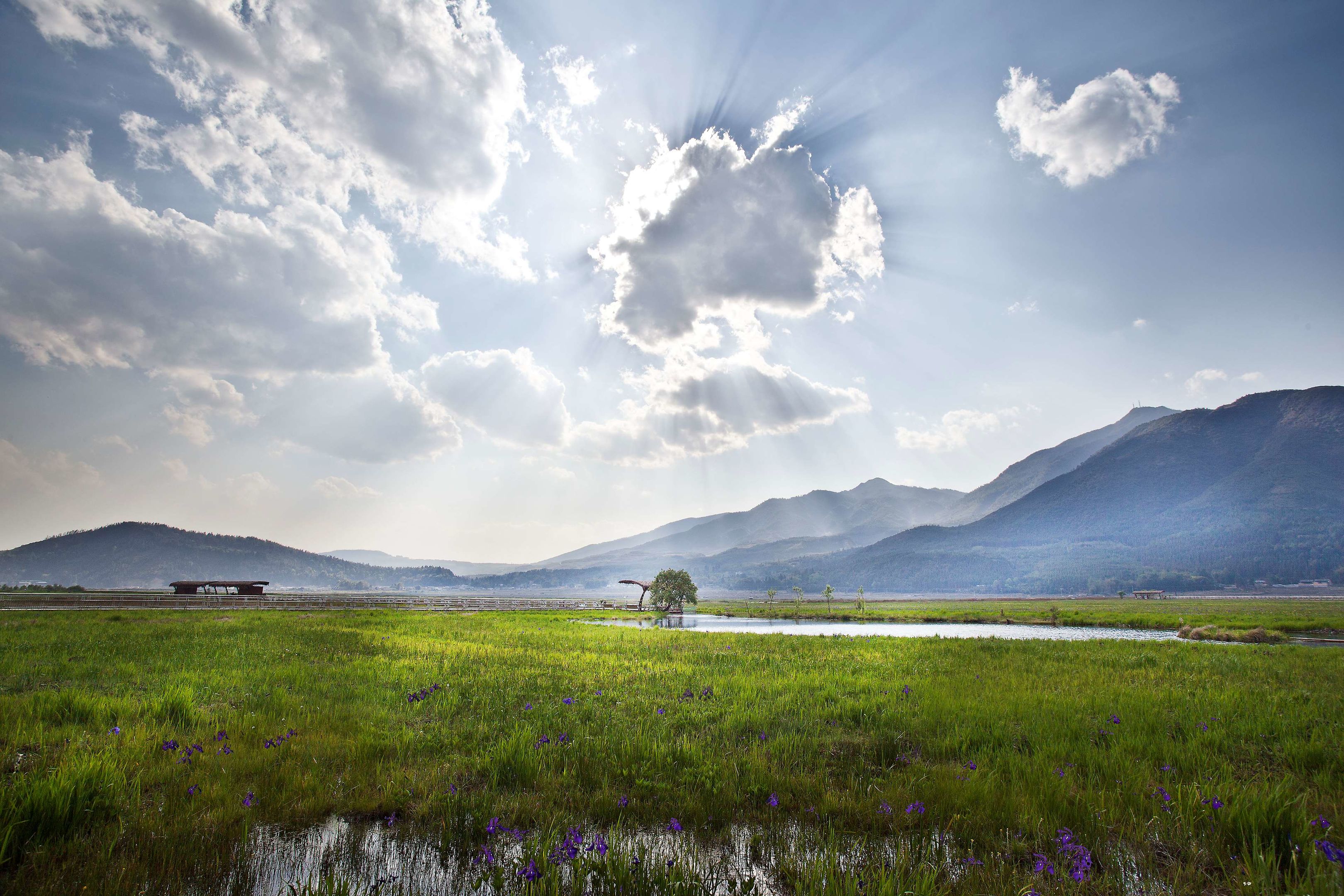 banyan tree tengchong