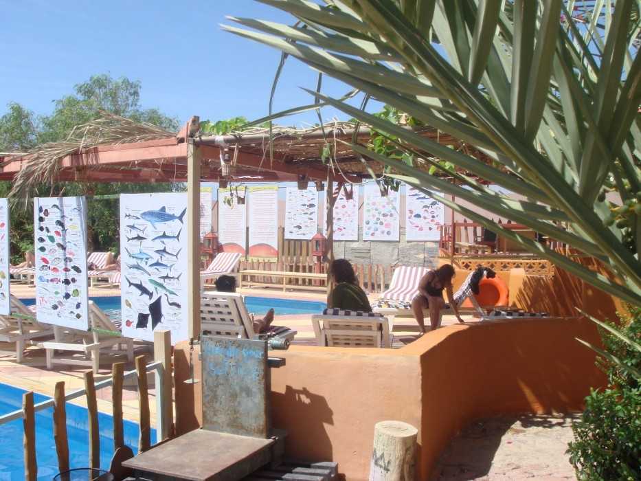 bedouin garden village hotel dive