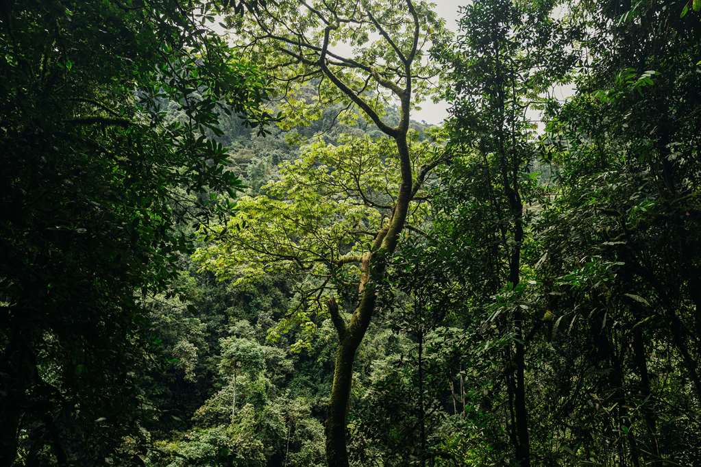 oneandonly nyungwe house