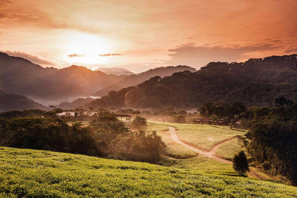 oneandonly nyungwe house