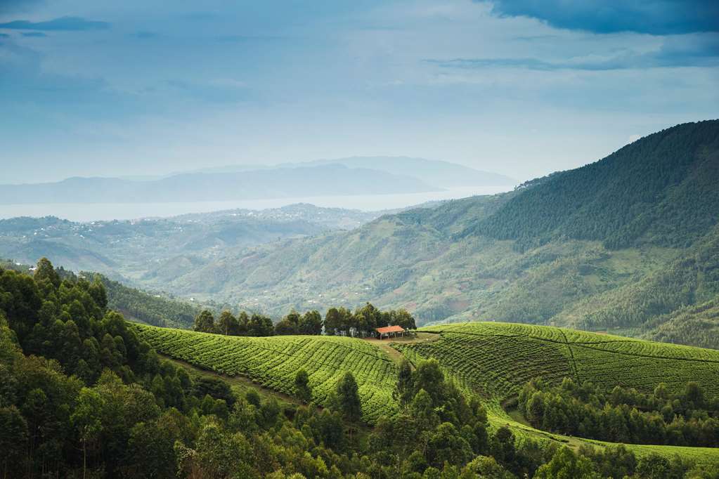 oneandonly nyungwe house