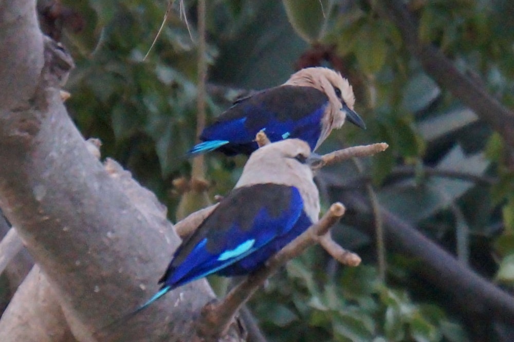 serrekunda