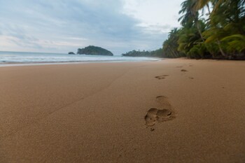 bom bom principe collection