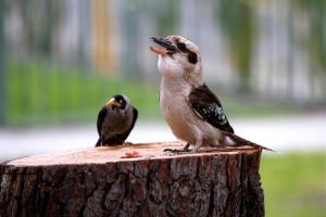 crystal brook tourist park