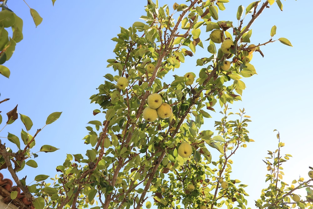 green house apart hotel