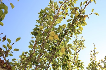 green house apart hotel