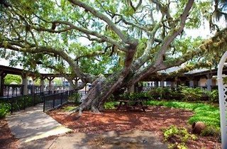 legacy vacation resorts palm coast