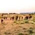 pushkar karni camp