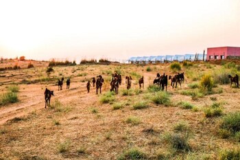 pushkar karni camp