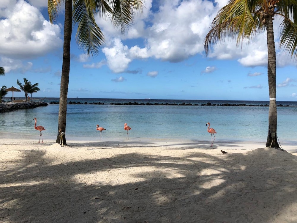 renaissance wind creek aruba resort