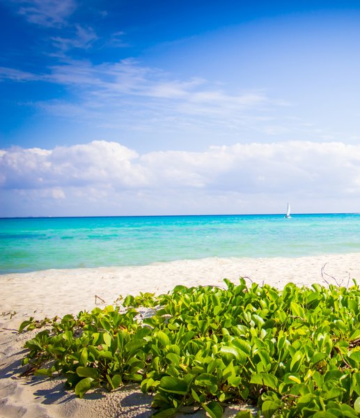 the reef playacar beach resort and spa