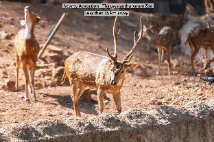 capital o 84184 pop tavern kazhakkottam