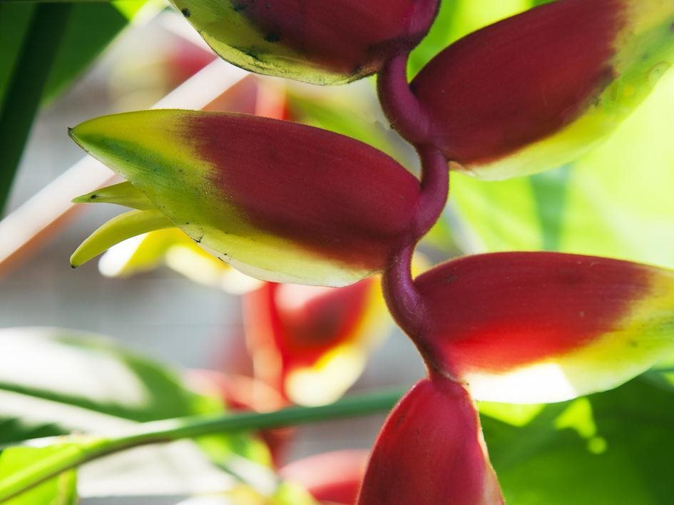 Siolim House,Goa>>Bardez,4 star