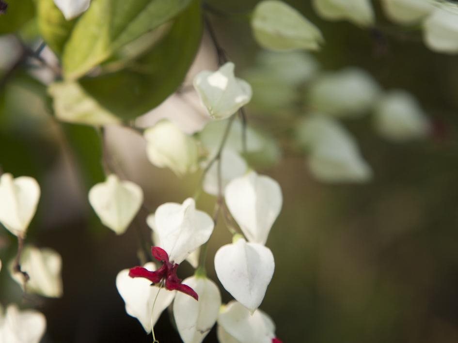 Siolim House,Goa>>Bardez,4 star