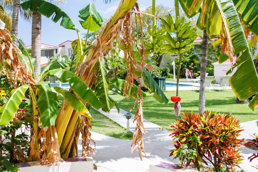 antigua village beach resort
