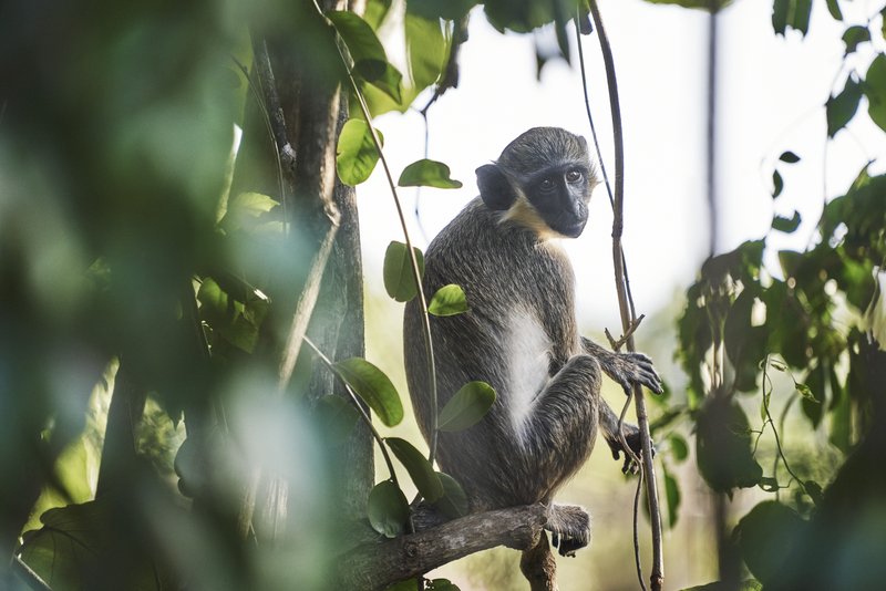 four seasons resort nevis