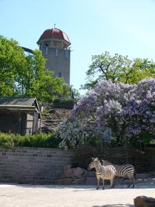 tryp by wyndham halle