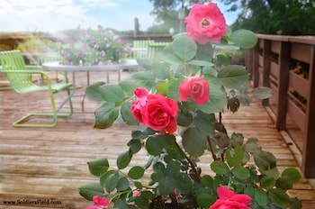 centerstone plaza hotel soldiers field mayo clinic area