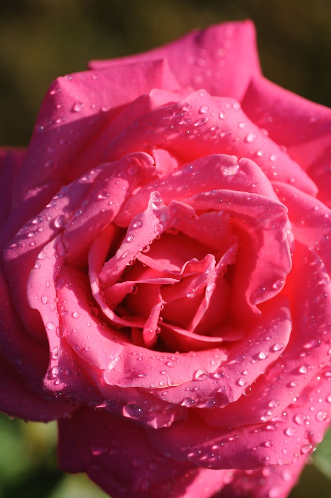 chateau de la bourdaisiere