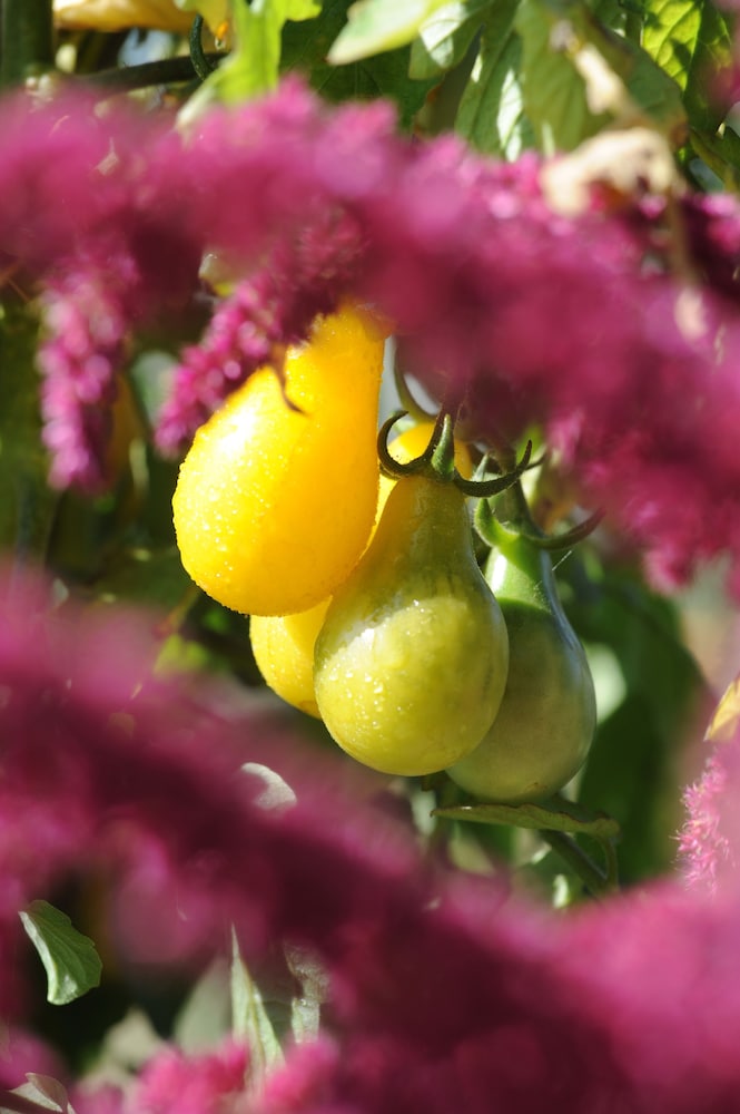 chateau de la bourdaisiere