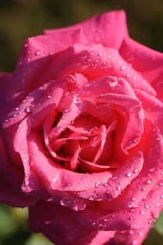 chateau de la bourdaisiere