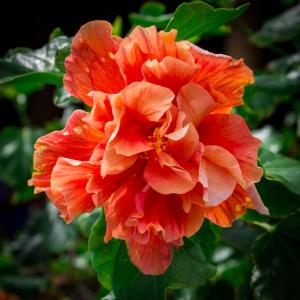 the rarotongan beach resort and lagoonarium