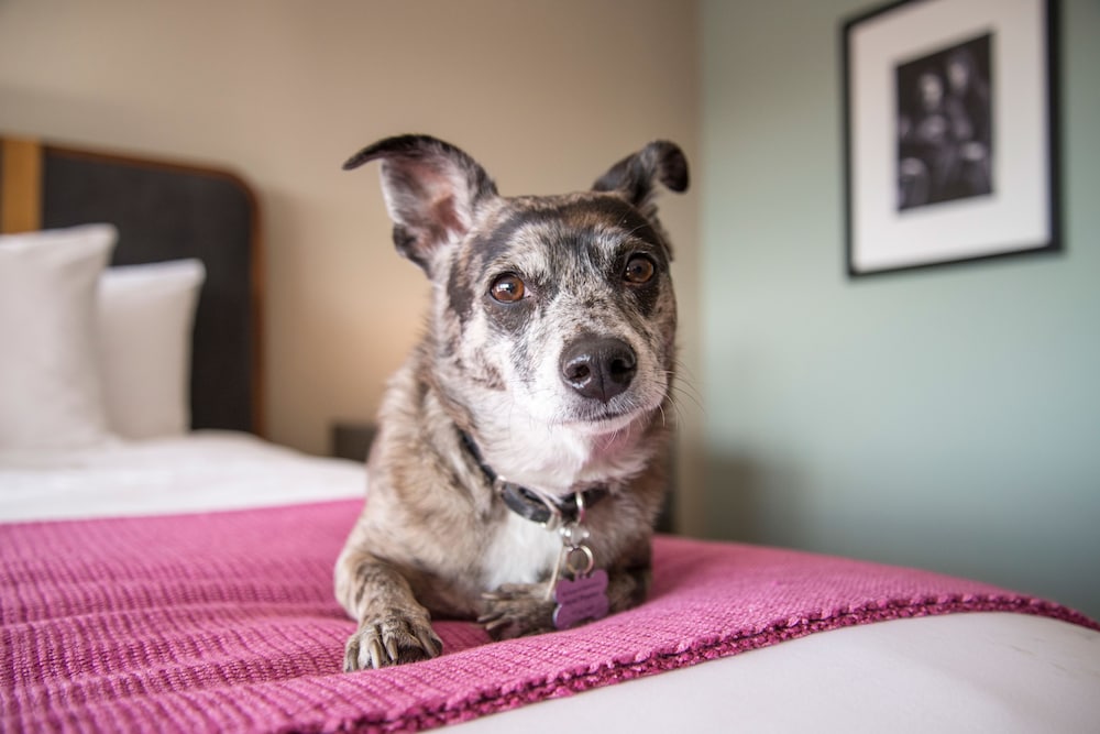 hotel preston nashville airport