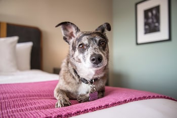 hotel preston nashville airport