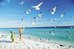 the beachcomber