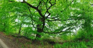 hotel nordischer hof