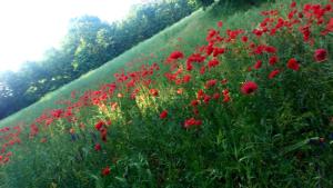 hotel nordischer hof