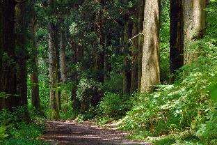 hakone yunohana prince hotel