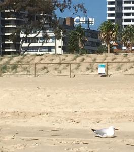 hi ho beach apartments