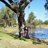 best western bungil creek motel